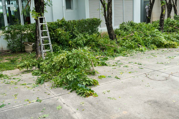 Best Hedge Trimming  in Bedford, IN