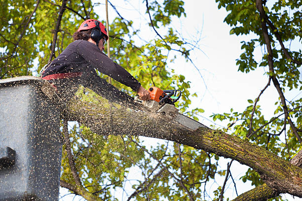 Why Choose Our Tree Removal Services in Bedford, IN?